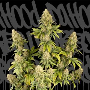 Dr. Hood CBD 25:1