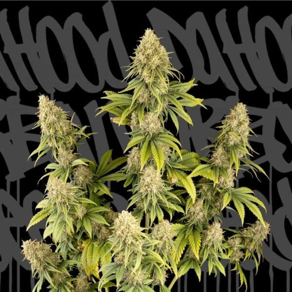 Dr. Hood CBD 25:1