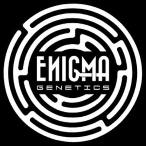 Enigma genetics