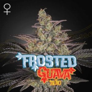 Frosted Guava Auto