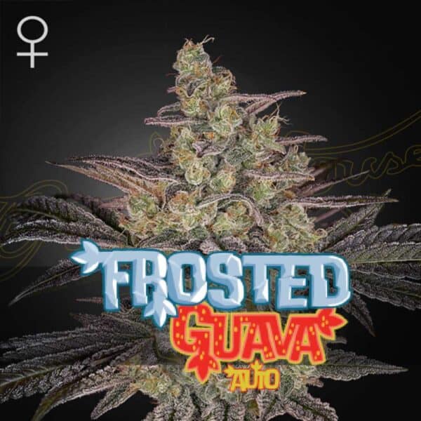 Frosted Guava Auto
