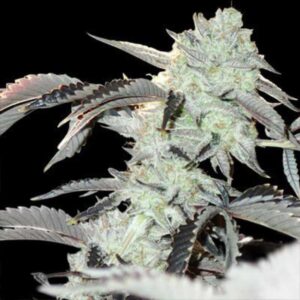 Frozen Gelato