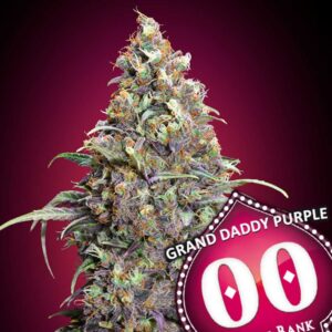 Grand Daddy Purple 00Seeds