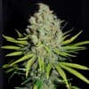 Grape Stomper