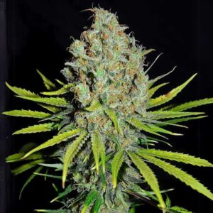 Grape Stomper