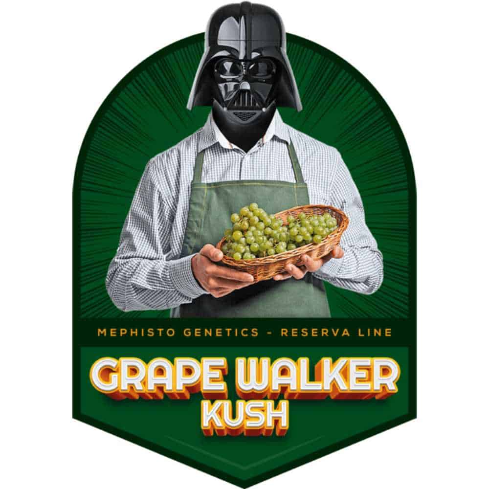 Grape Walker Kush Auto