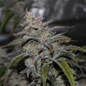 Grape Walker Kush Auto