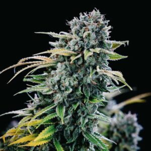Green Crack Seedsman