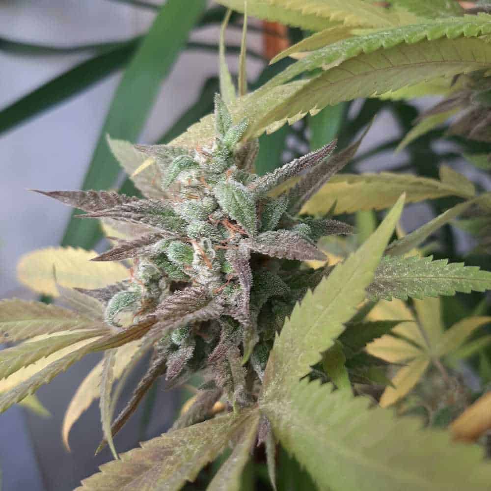 Ice Cream Cake Fast Flowering