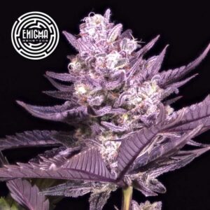 LA Kush Cake