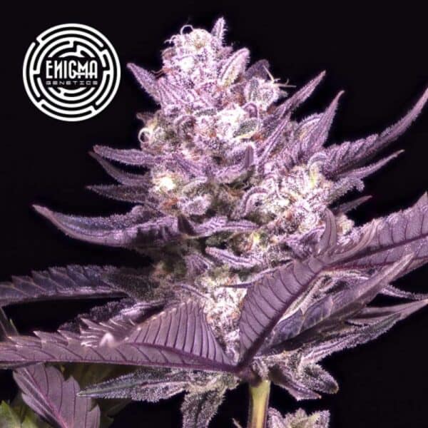 LA Kush Cake