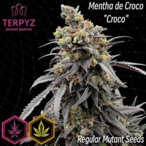 Mentha de Croco Bx Regular