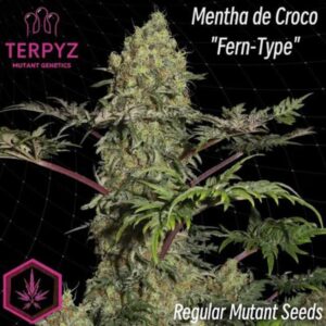Mentha de Croco Fern Regular