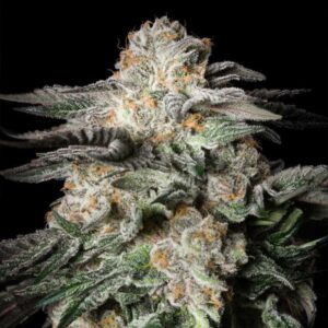Mint Candy