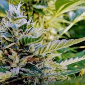 Nuttea Haze