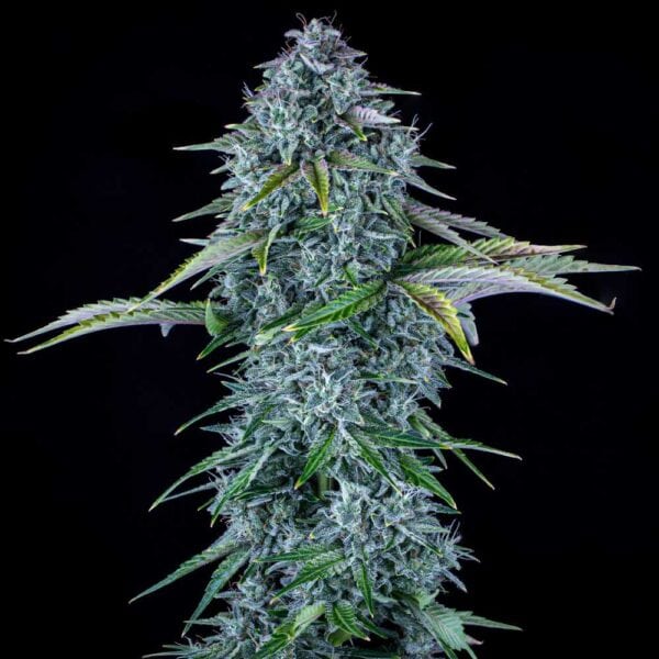 Orange Diesel Auto