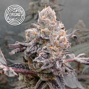 Original Sunset Sherbert