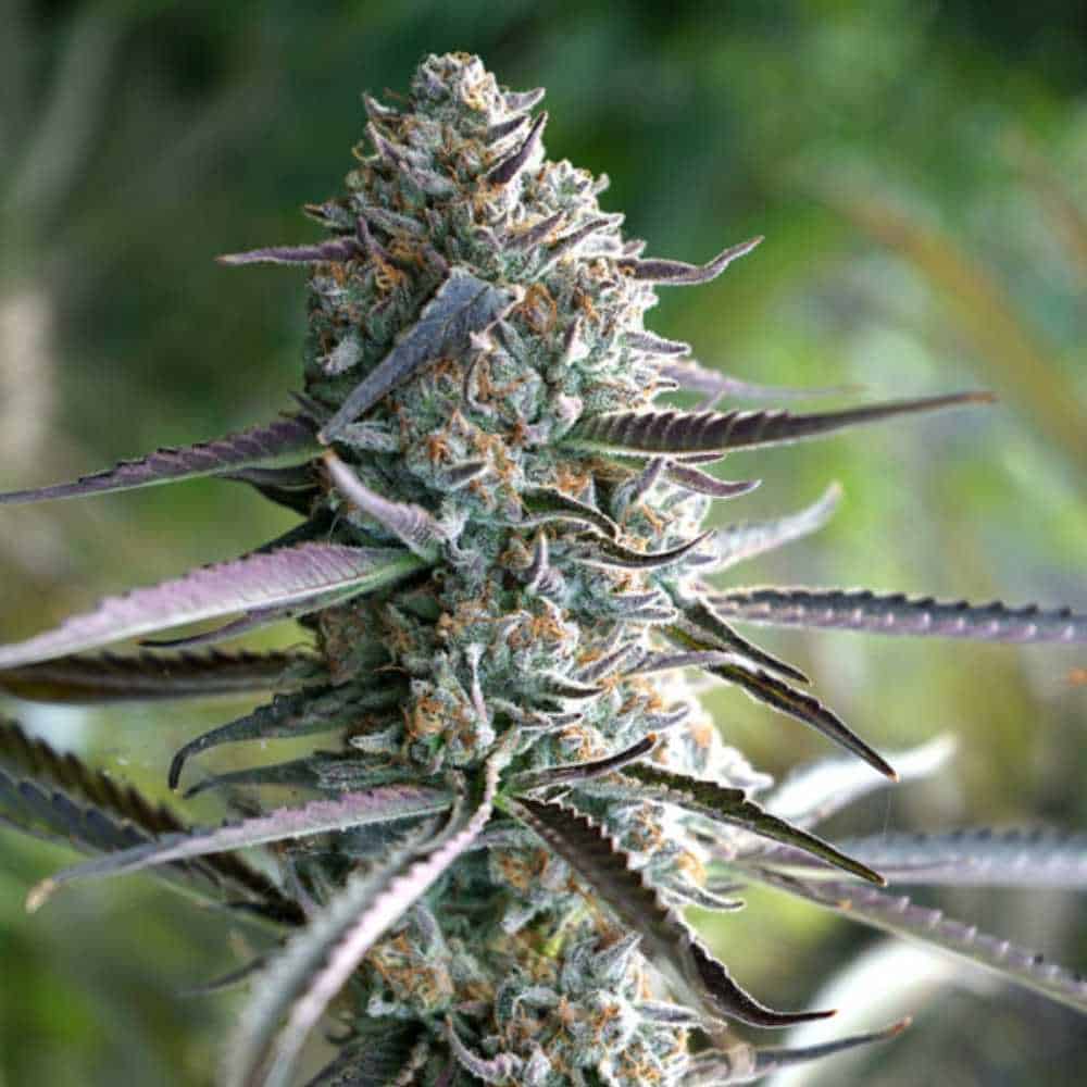 Pineapple Chem Auto