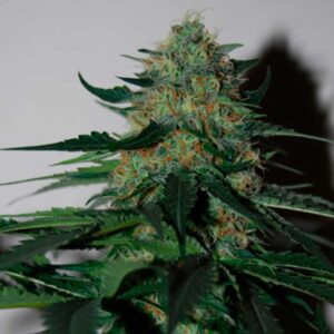 Pineapple Gum