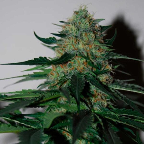 Pineapple Gum