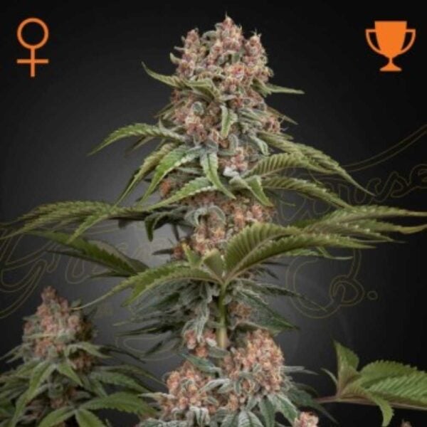 Pure Kush GreenHouseSeeds