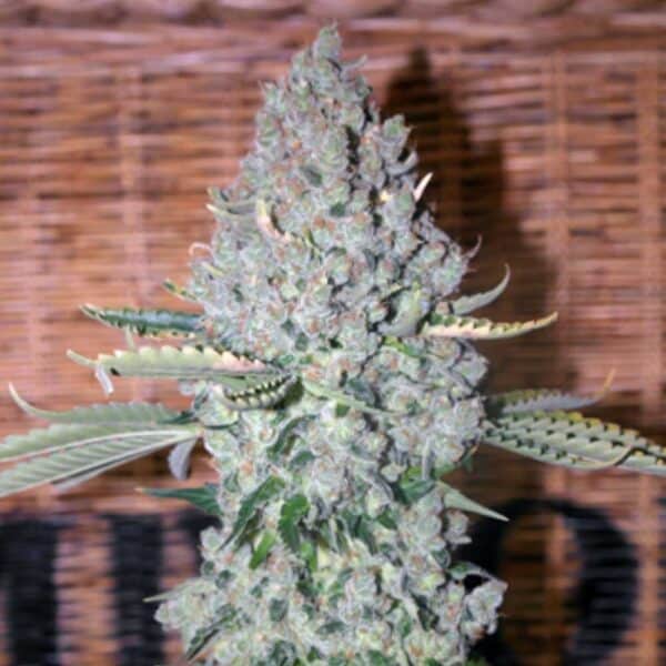 Sativa Des Rois