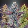 Seedsman MegaMix