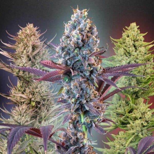 Seedsman MegaMix