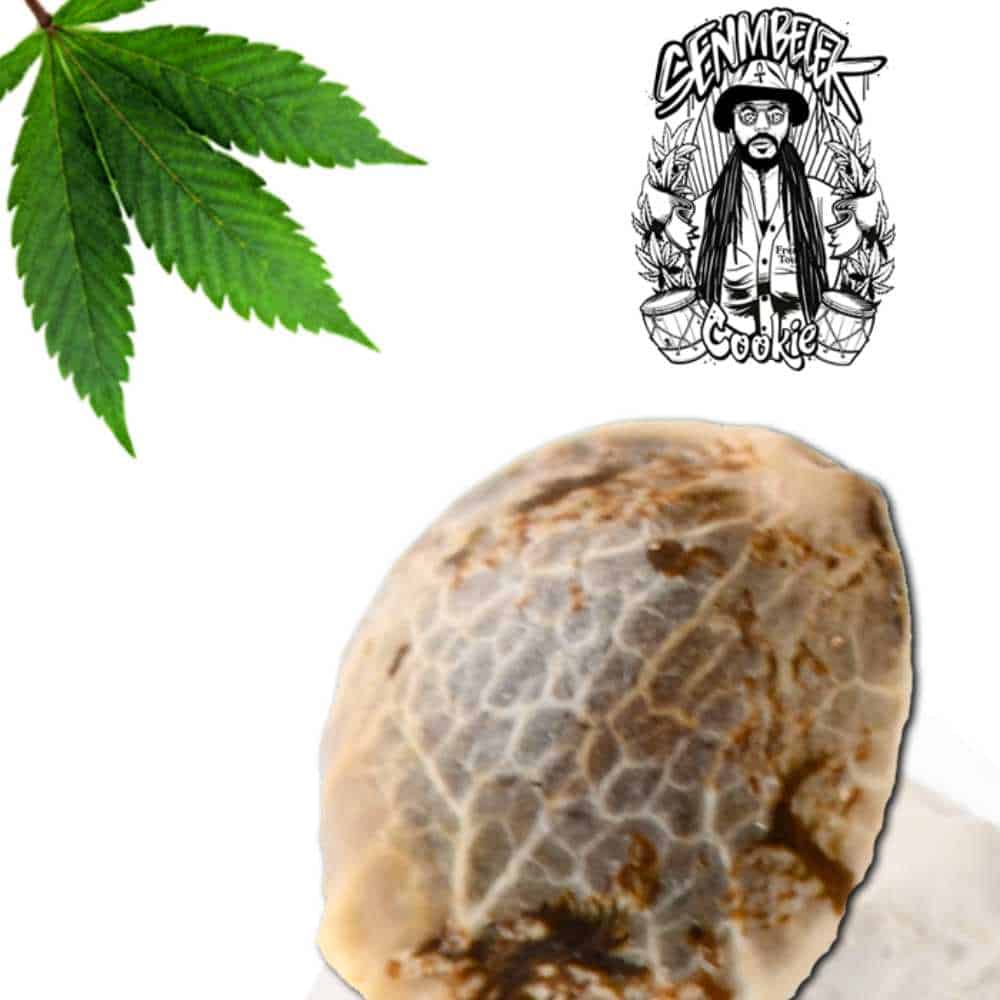 Senmbelek Cookie