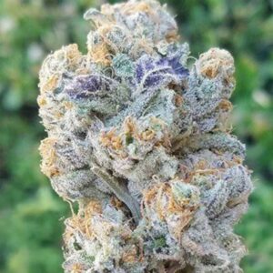 Slurricane InHouse