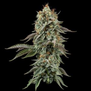 Sour Diesel Seedsman