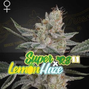 Super Lemon Haze x RS11