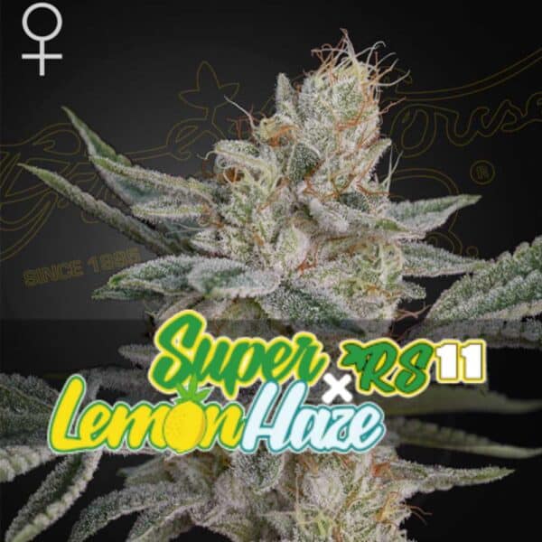 Super Lemon Haze x RS11