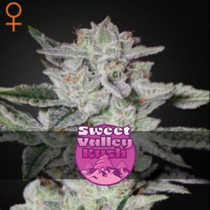 Sweet Valley Kush