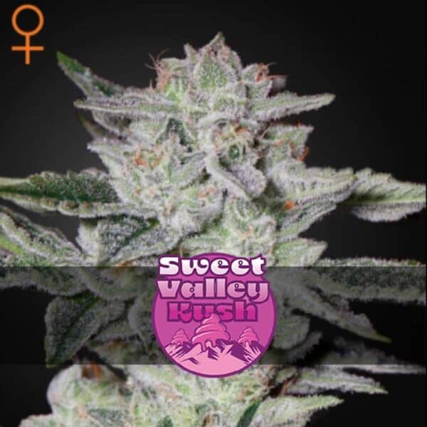 Sweet Valley Kush