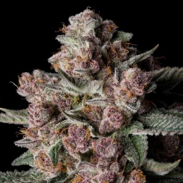 Tropical Jam
