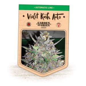 Violet Kush Auto