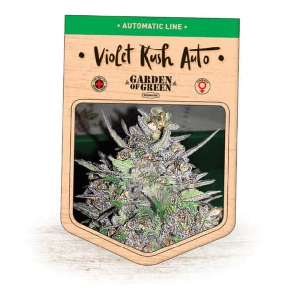 Violet Kush Auto