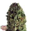 Budzilla