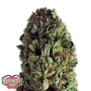 Budzilla