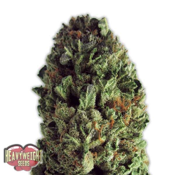 Budzilla