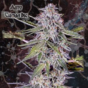 Cherry Pie Auto Geneseeds