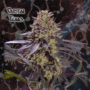 Crystal Tears