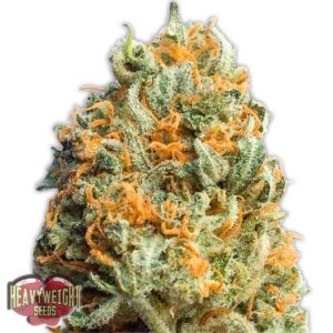 Fully Loaded Auto