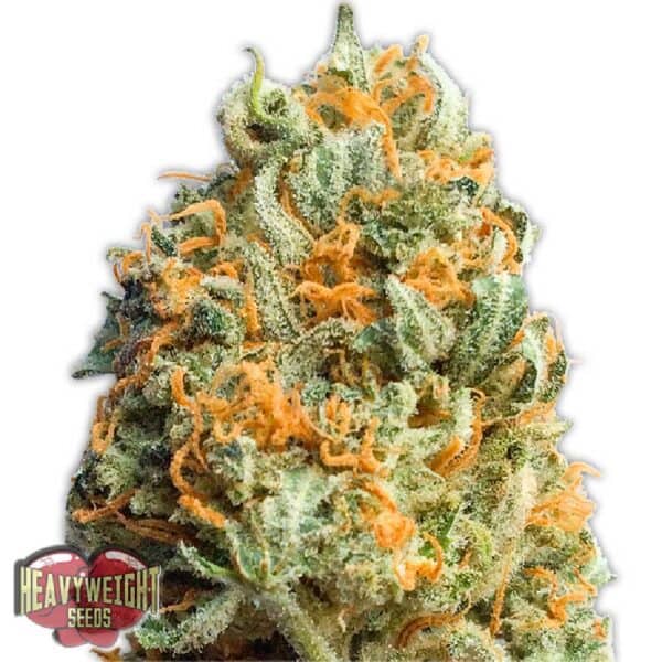 Fully Loaded Auto