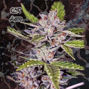 GSC Auto