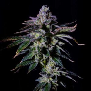 Gas Mint