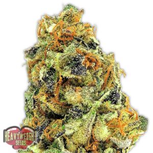 K.O Kush