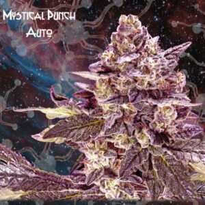 Mystical Punch Auto