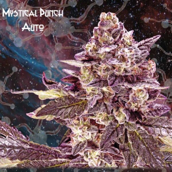 Mystical Punch Auto